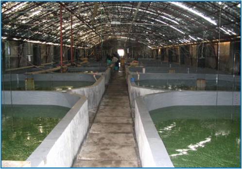 Aquaculture Machine